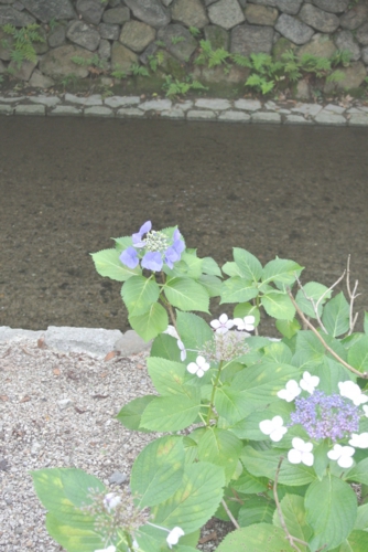 ５）高瀬川の紫陽花.jpg