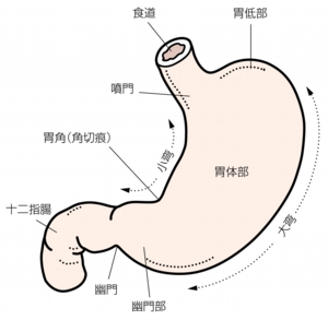 胸やけのイラスト　胃の部位名称